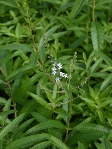 Lemon Verbena, Lemon Beebrush, Aloysia citrodora, A. triphylla, Lippia citriodora, L. triphylla, Verbena citriodora